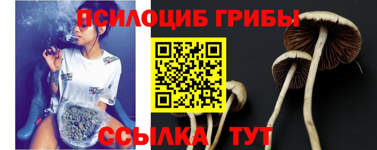 Псилоцибиновые грибы мицелий Дербент